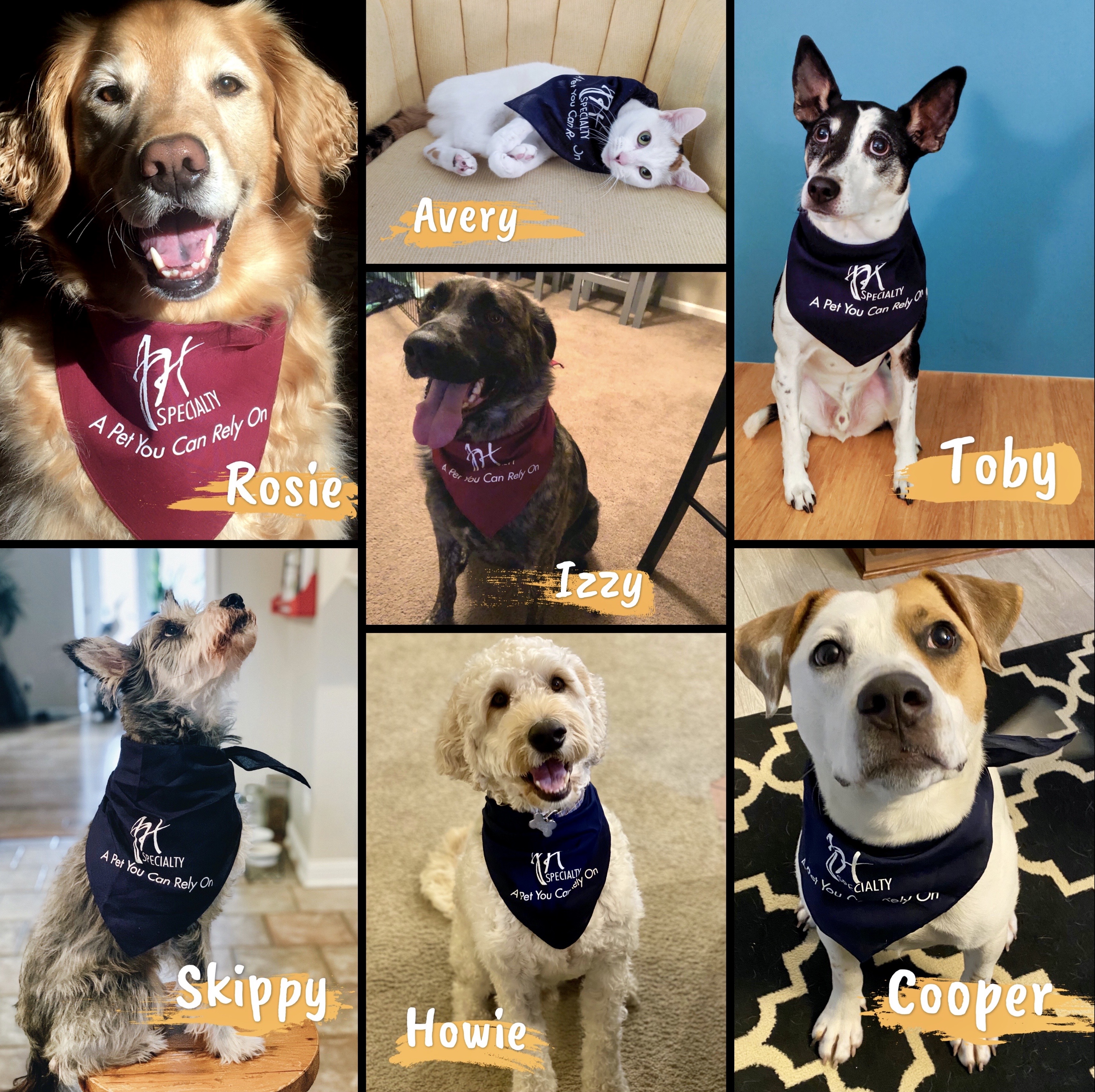 Pets Collage Wearing JH Specialty Scarf