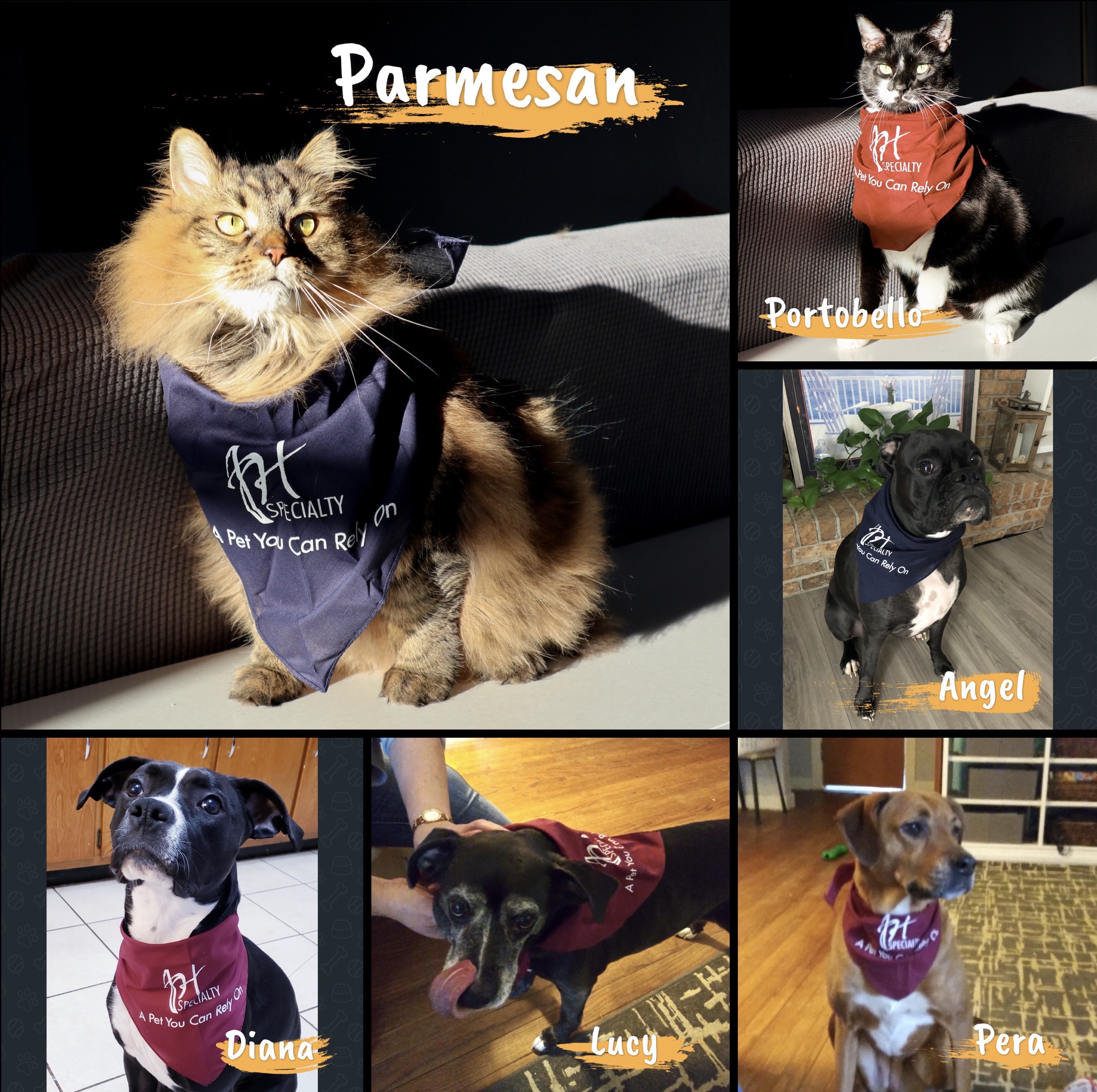 Pets Collage Wearing JH Specialty Scarf