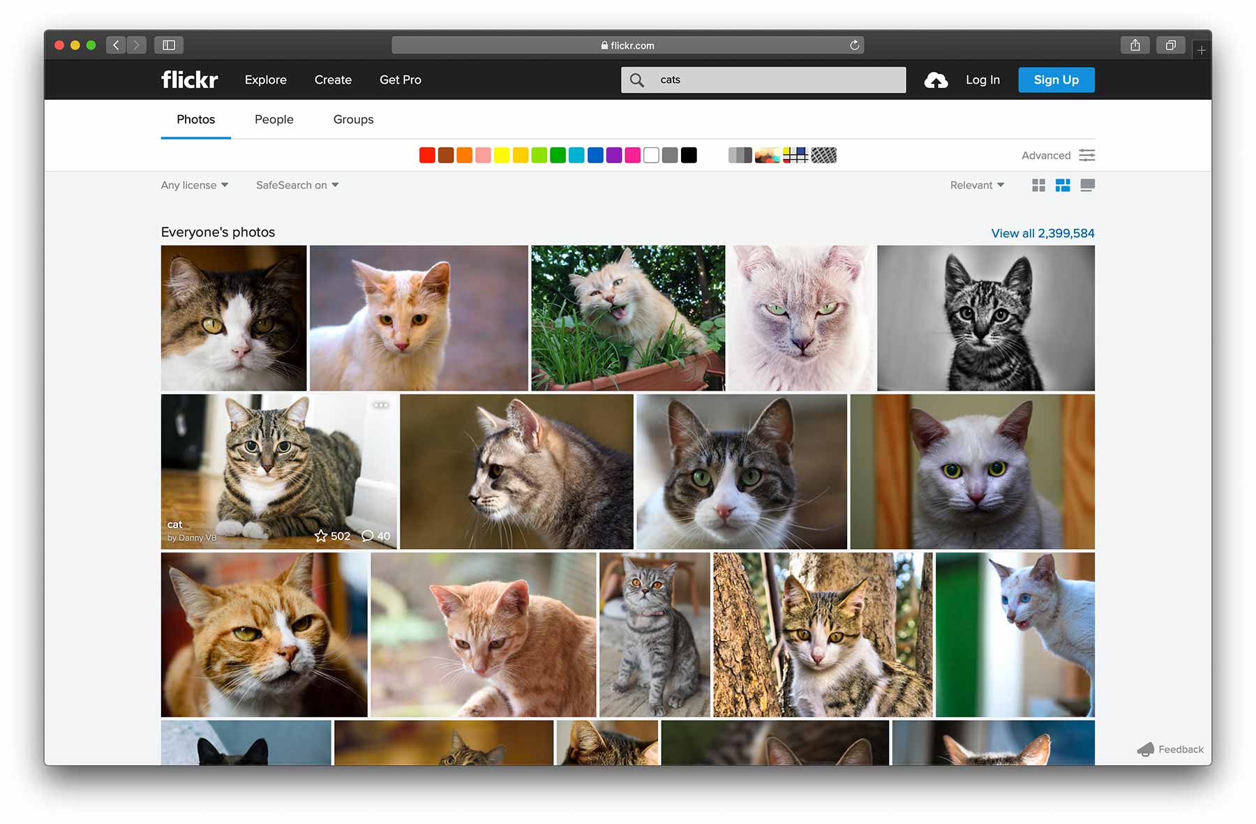 Unsplash Search Results for Cats